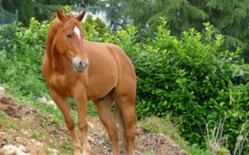 un cavallo forte
