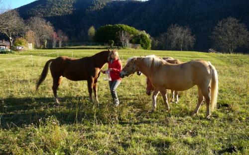 compagnia equina