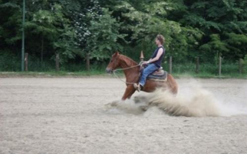 reining stop