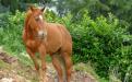 un cavallo forte