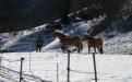movimento invernale