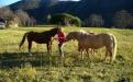 compagnia equina
