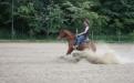 reining stop